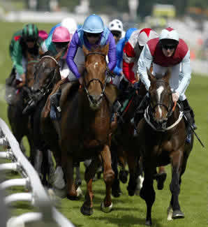 Horses Racing Pictures